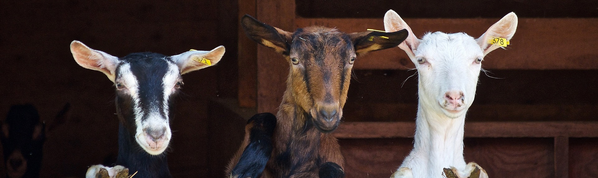 adopter chèvre