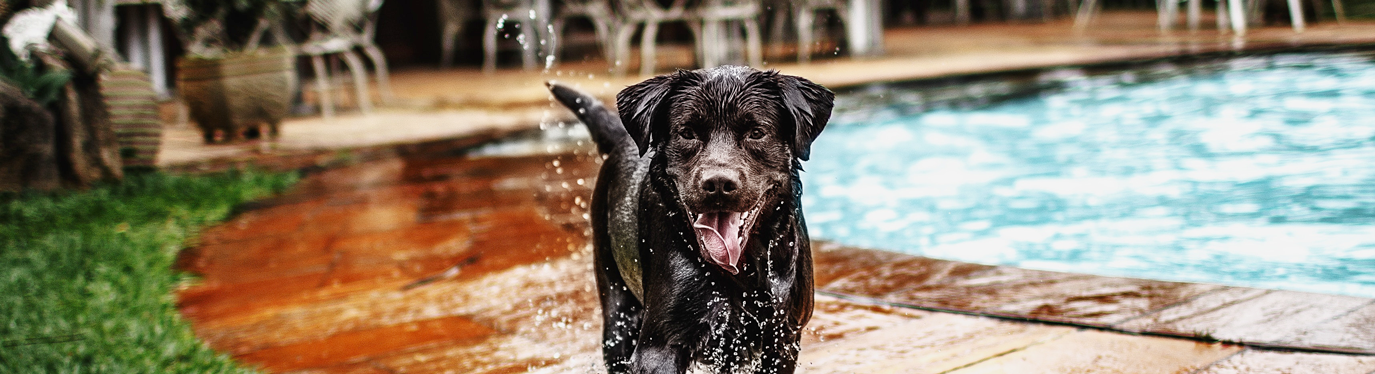 canicule chat chien été grande chaleur animaux astuce rafraichir