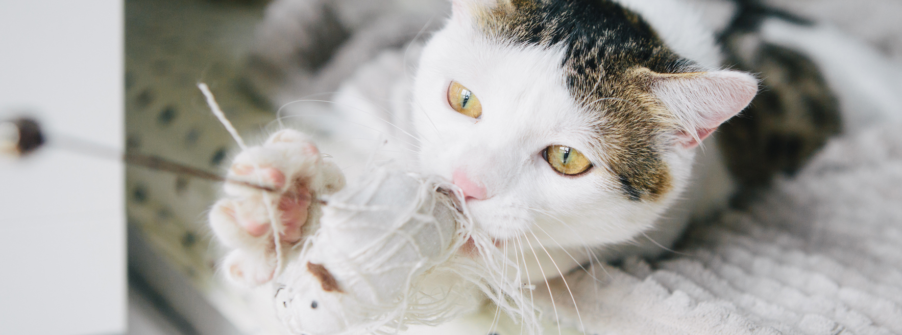 jouer avec son chat