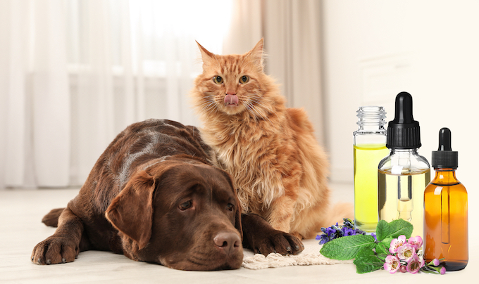 Quelles huiles essentielles peut-on utiliser pour son chien