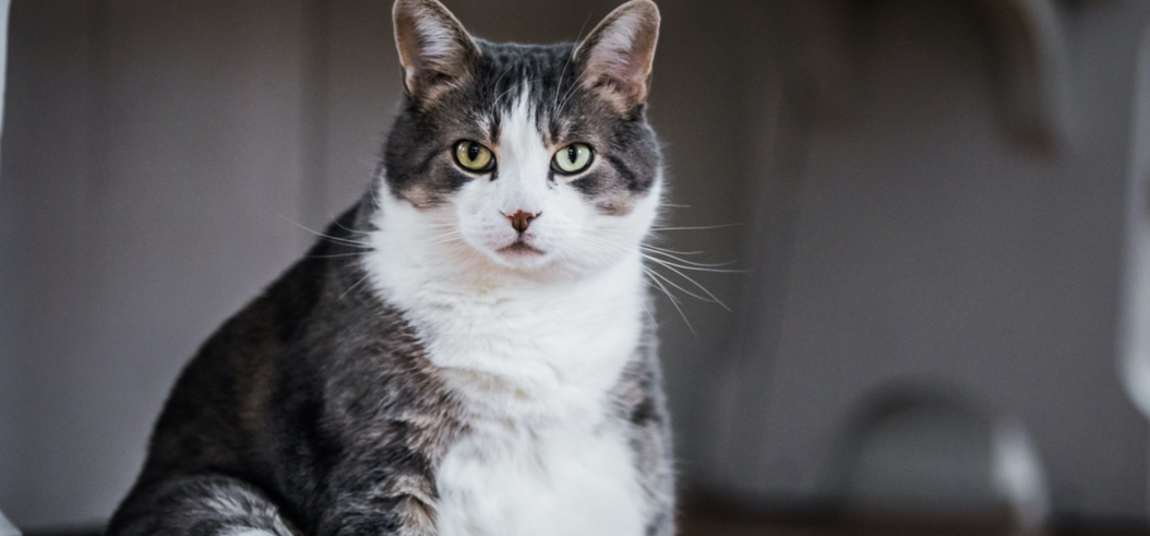Le Surpoids Chez Le Chat Et Le Chien Le Fonds Saint Bernard