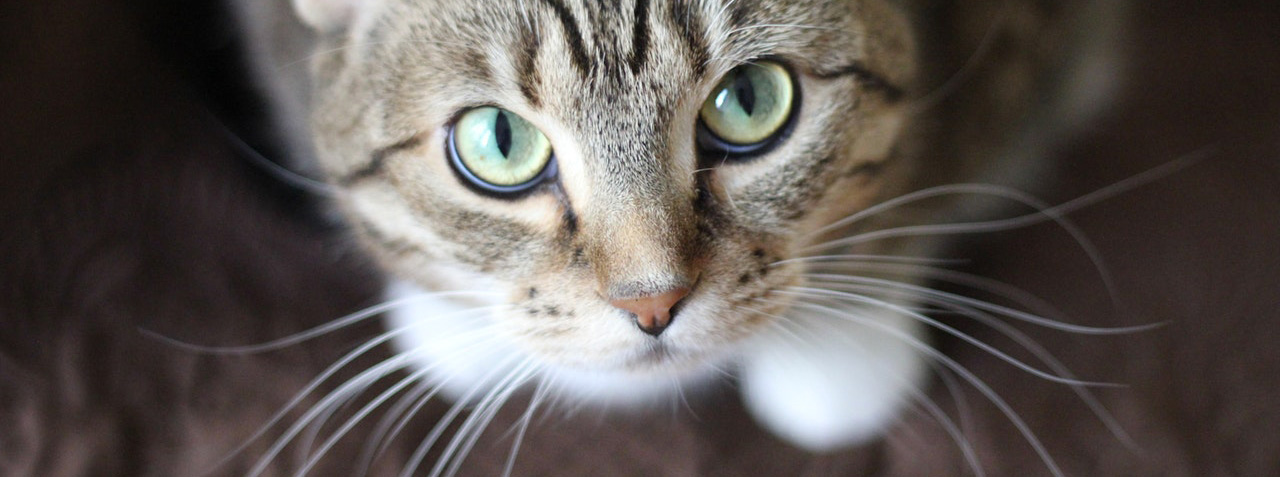 La Malproprete Chez Le Chat Que Faire Le Fonds Saint Bernard