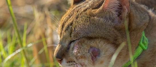 morsure et abcès chat