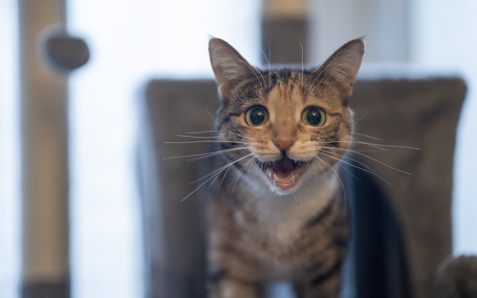 Pourquoi mon chat miaule ? - Le Fonds Saint-Bernard
