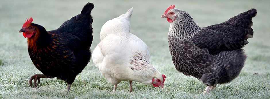 Prendre soin et protéger de ses poules en hiver