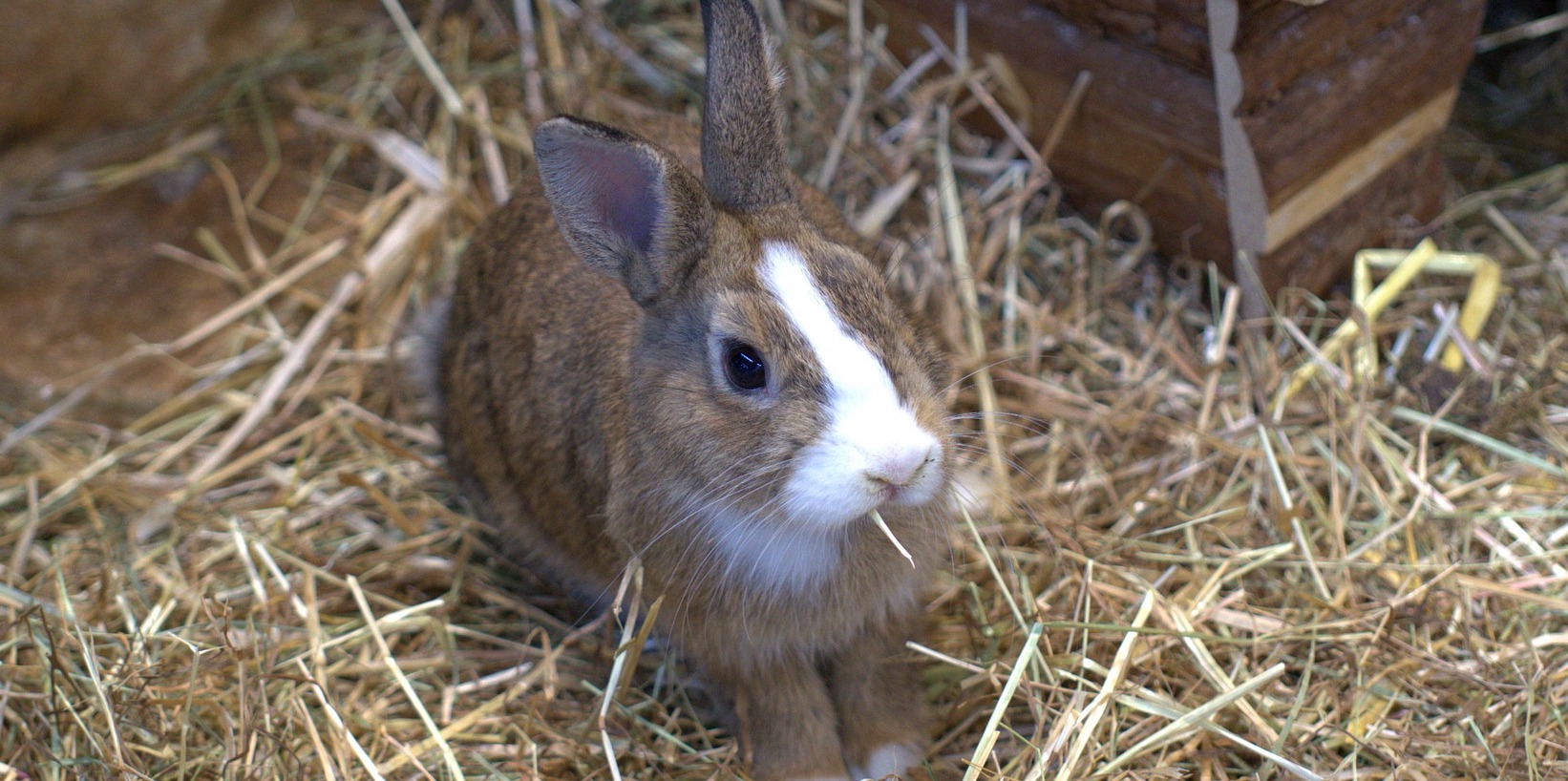 prendre soin de son lapin