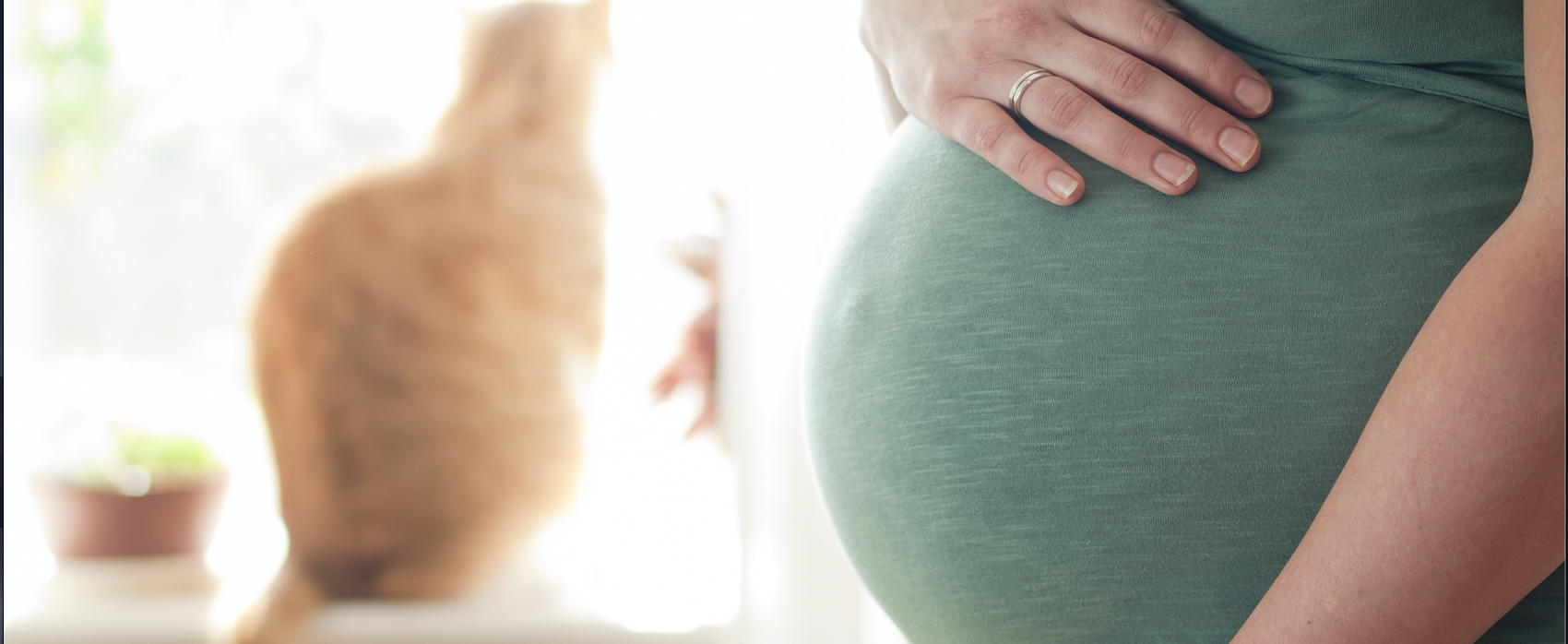 grossesse : préparer son chat à l'arriver d'un bébé