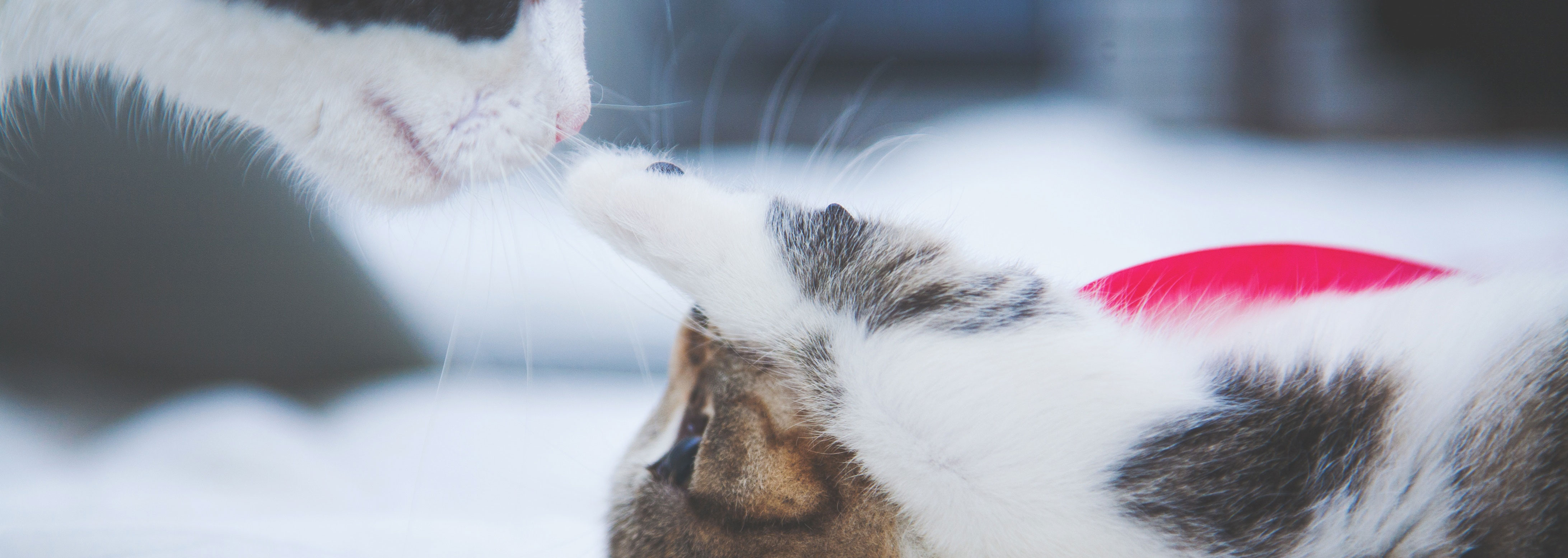 Le Sevrage Du Chaton Une Etape Cruciale Pour L Equilibre Du Chat Le Fonds Saint Bernard