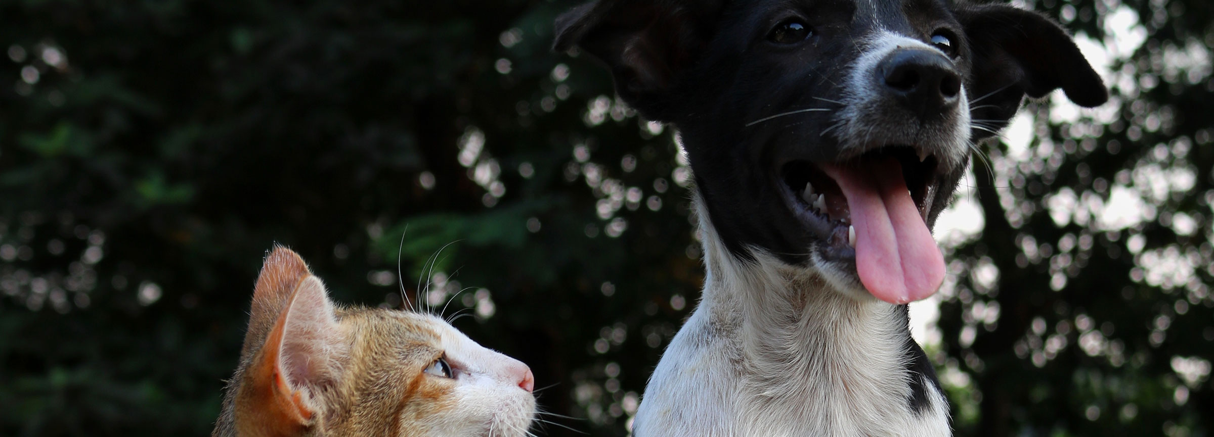 Pourquoi Faire Steriliser Son Animal Le Fonds Saint Bernard