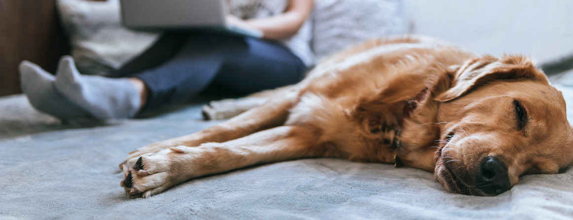 télé-travail et Covid 19 : occuper ses animaux de compagnie