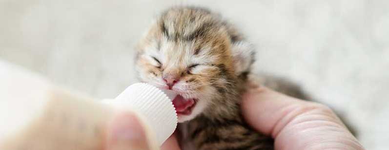 J Ai Trouve Un Chaton Que Dois Je Faire Le Fonds Saint Bernard