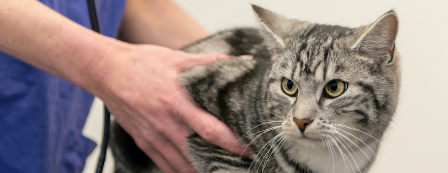 Mon chat a un kyste, faut-il s'inquiéter? - Le Fonds Saint-Bernard