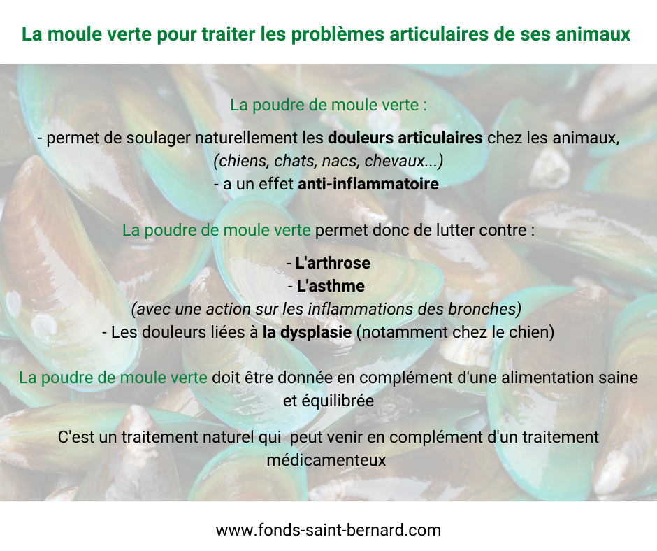 La moule verte contre les douleurs articulaires chez les animaux de  compagnie - Le Fonds Saint-Bernard