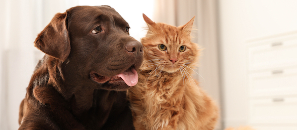 nouveau traitement contre l'arthrose chat et chien