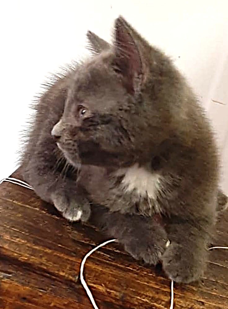 Adopter Emile