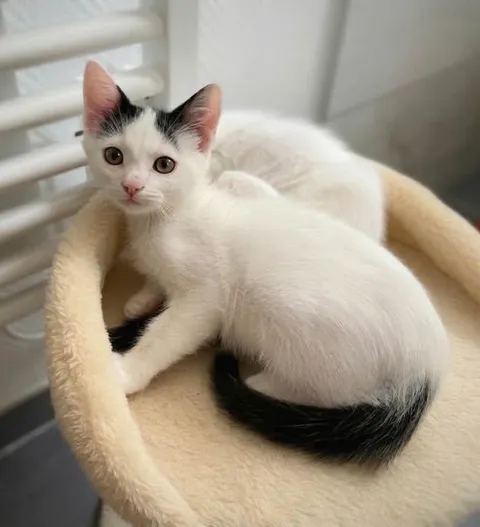 Adopter Apache