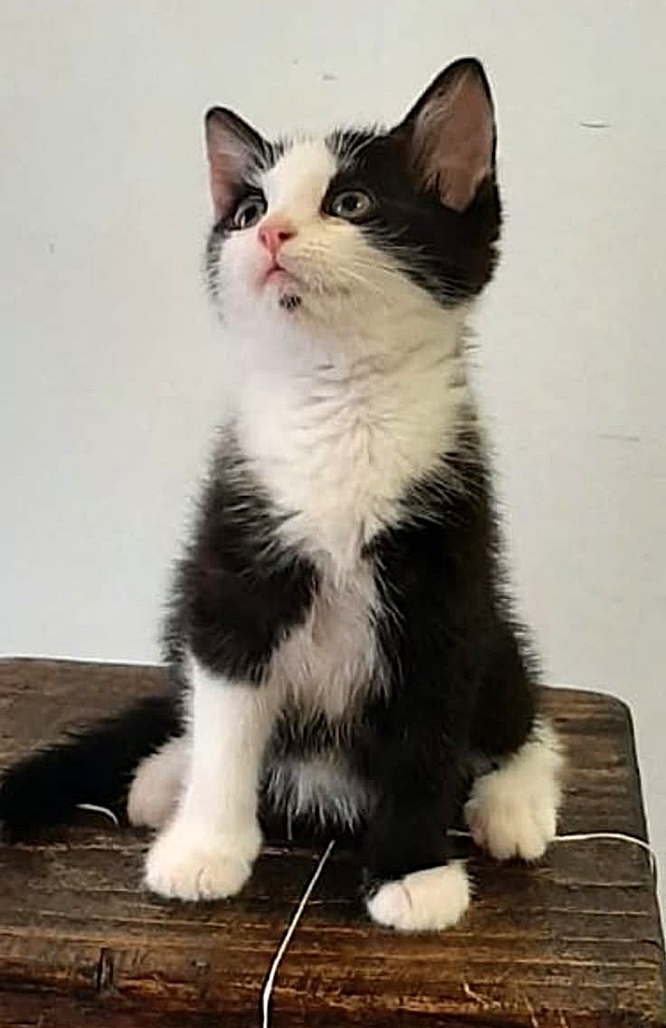 Adopter Mily