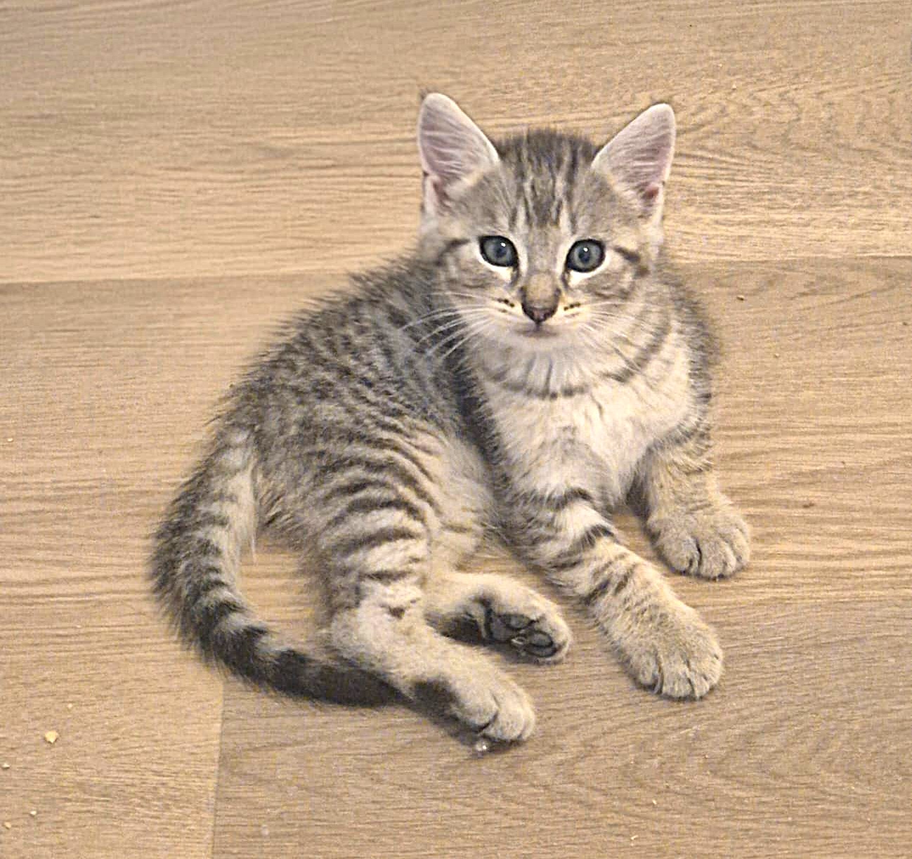 Adopter Milox