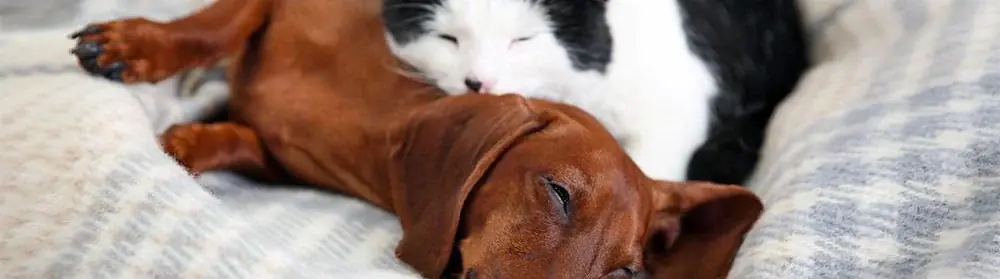 L’insuffisance rénale chez le chat et le chien : qu’est-ce que c’est ?