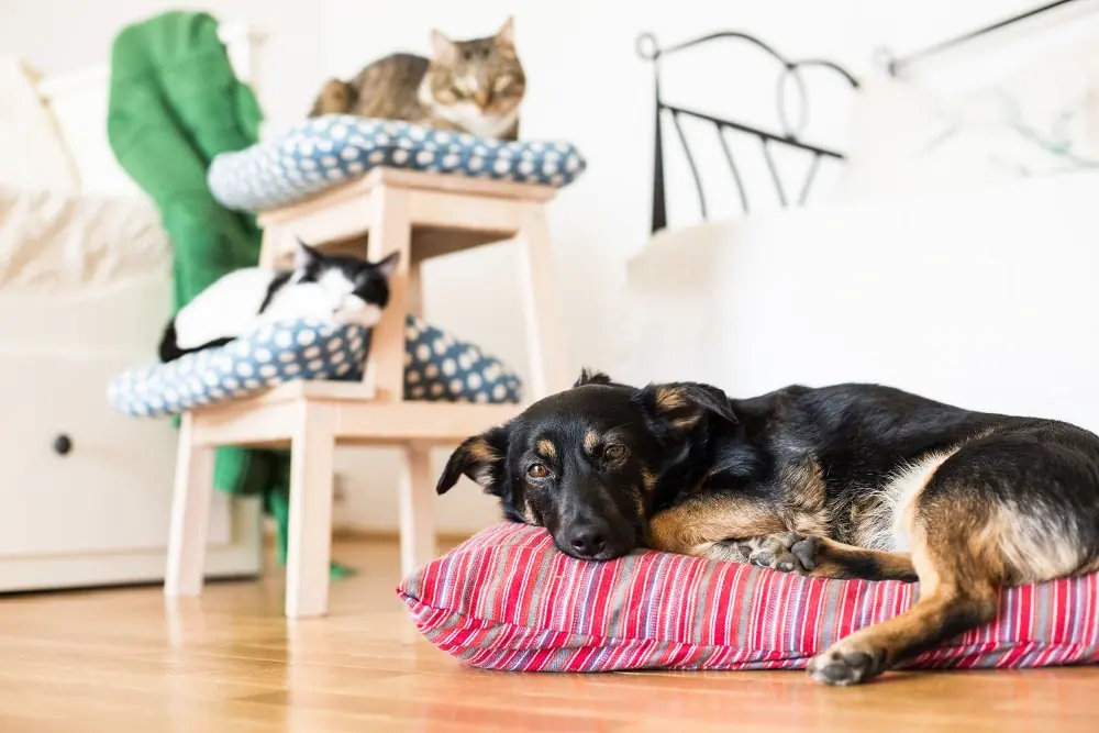 7 bonnes raisons d’adopter un senior