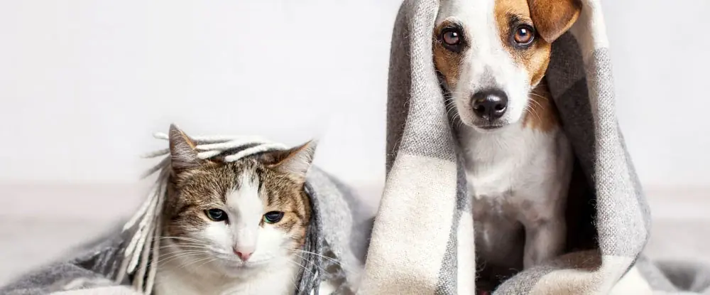 Le 1er code juridique de l’animal voit le jour 