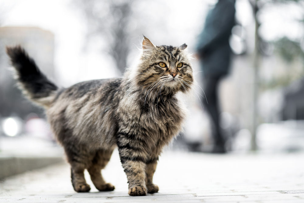 Mon chat n’est pas rentré : les questions à se poser absolument pour le retrouver