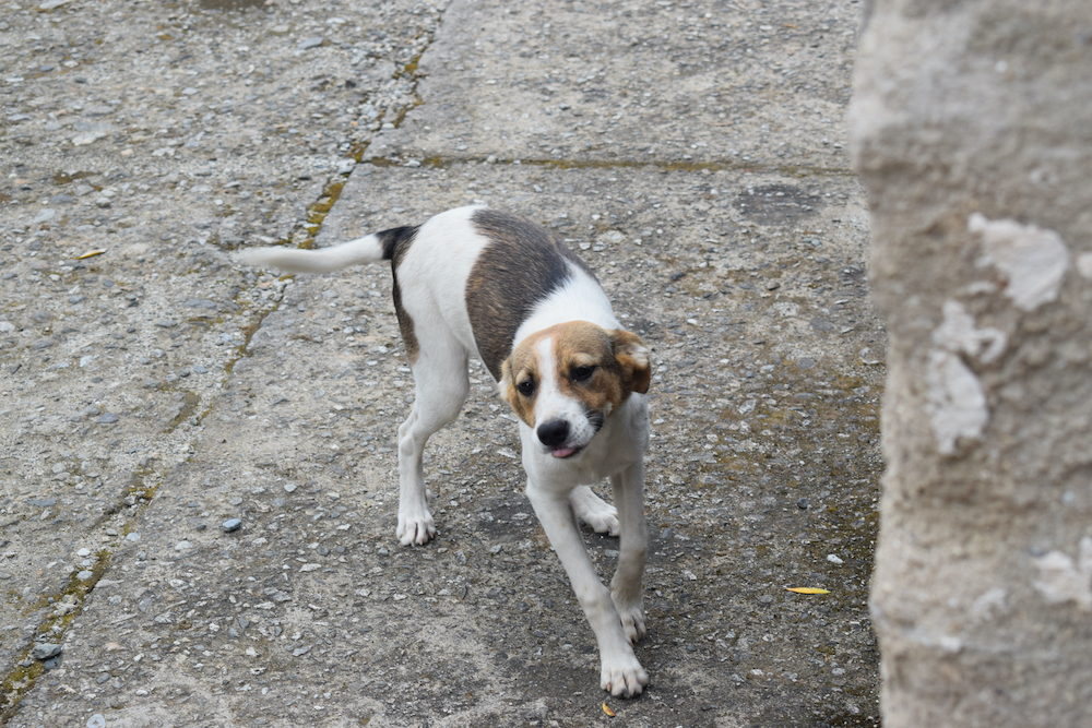Adopter un chien croisé, découvrir les avantages