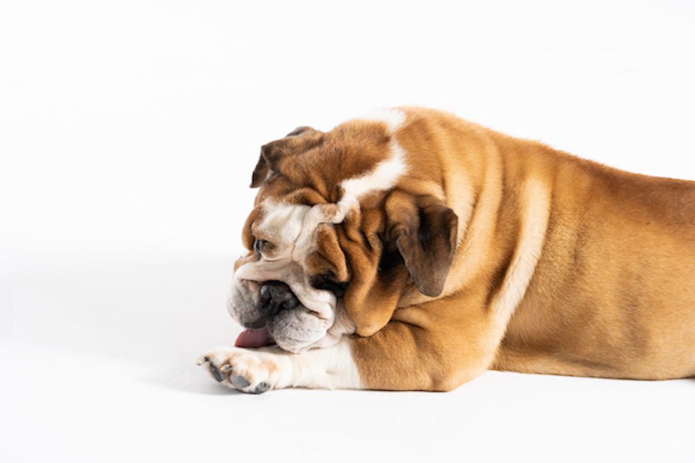 Pourquoi un chien se lèche les pattes ?