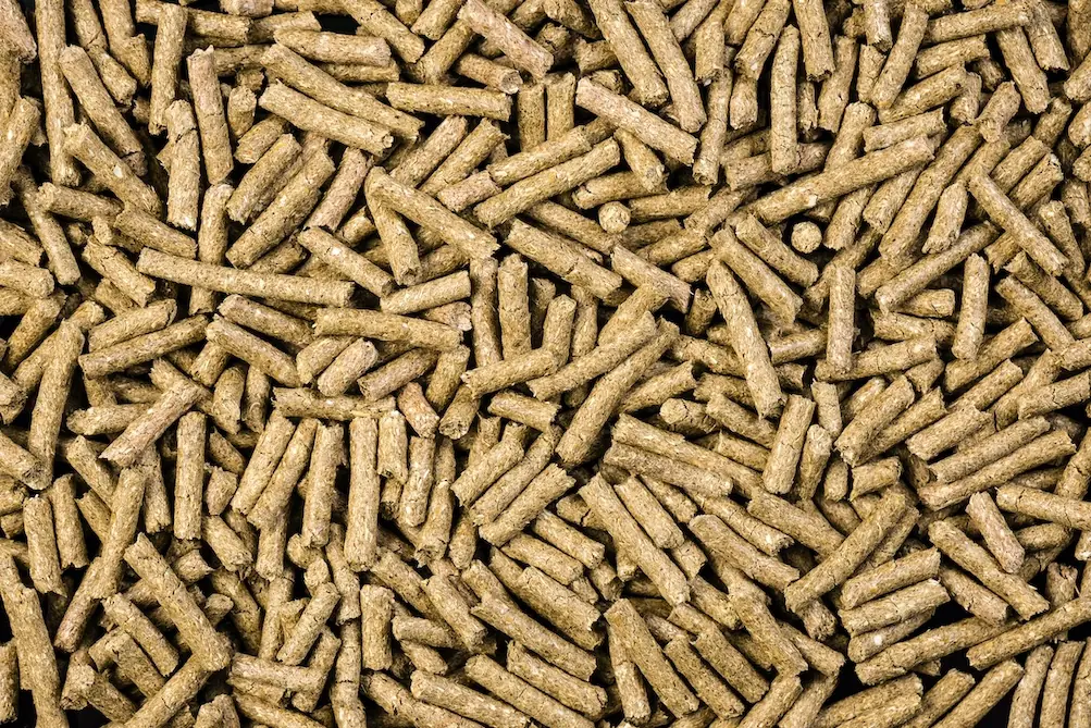 7 Conseils pour bien accueillir des chèvres