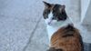 Incroyable mais vrai&nbsp;: comment les chats rapprochent les citadins