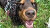 Comment rendre son chien (plus) heureux&nbsp;?