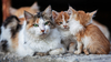 &Agrave; lire aussi&nbsp;: Comprendre le probl&egrave;me des chats errants en France