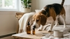 &Agrave; lire aussi&nbsp;: Attention aux risques d'intoxication aux huiles essentielles