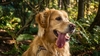 &Agrave; lire aussi&nbsp;: Comment rep&eacute;rer un coup de chaleur chez son chien ou son chat&nbsp;?