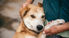 Faites le test&nbsp;: Suis-je pr&ecirc;t &agrave; adopter un chiot&nbsp;?