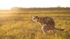 Pourquoi votre chien tourne en rond avant de faire ses besoins&nbsp;?