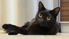 9 bonnes raisons d'adopter un chat noir