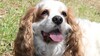 Ce que vous ne pourrez plus faire avec votre chien &agrave; partir du 15 avril