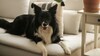 Certaines races de chiens sont-elles vraiment plus adapt&eacute;es &agrave; la vie en appartement&nbsp;?