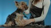 Raser son chien pour l&rsquo;&eacute;t&eacute;&nbsp;: est-ce vraiment une bonne id&eacute;e&nbsp;?