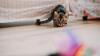 10 astuces pour faire bouger son chat en appartement