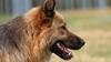 &Agrave; lire aussi&nbsp;: Pourquoi adopter un chien crois&eacute; chien de chasse&nbsp;?