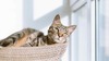 Mon chat peut-il &ecirc;tre heureux en appartement&nbsp;?