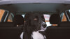 &Agrave; lire aussi&nbsp;: chien enferm&eacute; dans une voiture, que faire pour le sauver&nbsp;?