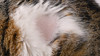 &Agrave; lire aussi&nbsp;: La pelade du chat, comment la reconna&icirc;tre et la traiter&nbsp;?