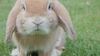 Guide d&rsquo;adoption du lapin