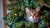 6 astuces pour prot&eacute;ger le sapin de no&euml;l de votre chat