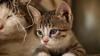 &Agrave; lire aussi&nbsp;: chat ou chaton, les 6 questions &agrave; se poser avant d'adopter