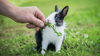 &Agrave; lire aussi&nbsp;: Soigner son lapin au naturel