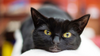 9 bonnes raisons d'adopter un chat noir